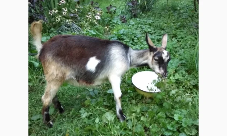 Продам молодих козочок молочної породи - фото № 4