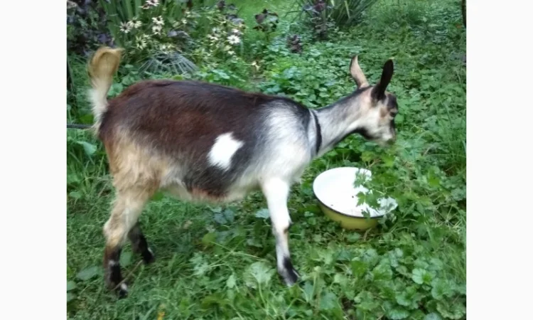 Продам молодих козочок молочної породи - фото № 5