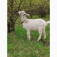 Продам подрощеных козлят - фото № 1