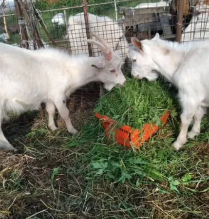 Продам подрощеных козлят - фото № 3