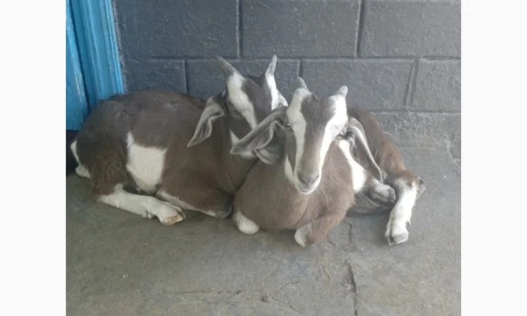 Продам козликів гарних молочних 3.5 місяці(можно на розвід, можно і на шашлик) - фото № 1