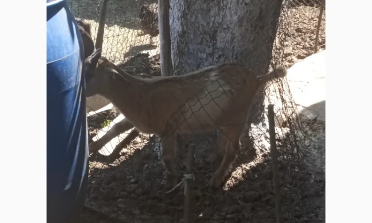 Продам козликів гарних молочних 3.5 місяці(можно на розвід, можно і на шашлик) - фото № 2