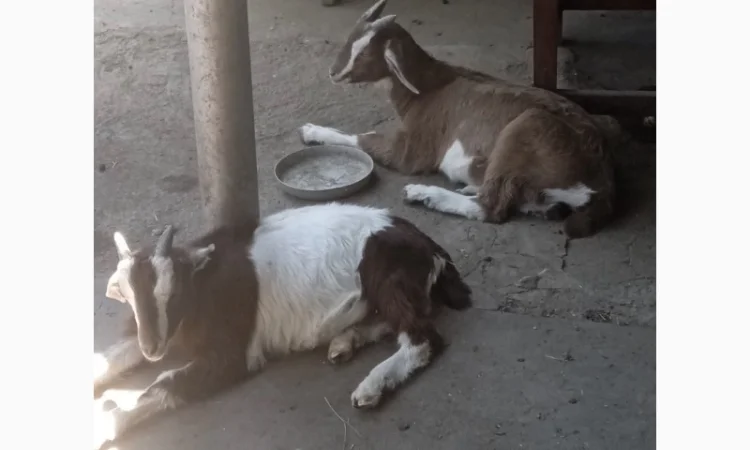 Продам козликів гарних молочних 3.5 місяці(можно на розвід, можно і на шашлик) - фото № 4