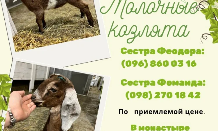 Унікальна пропозиція для любителів кіз і власників ферм - фото № 1