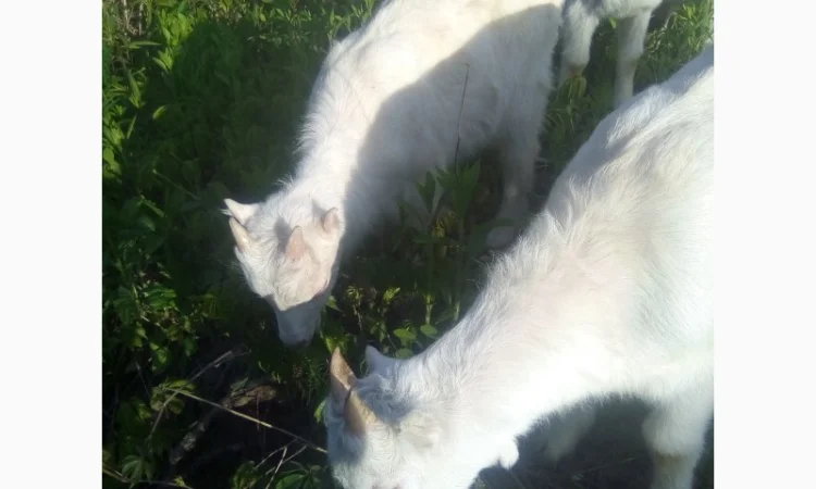 Продам козлят - фото № 1