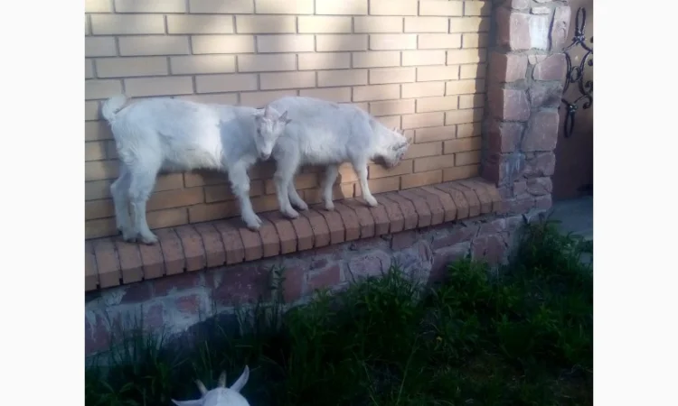 Продам козлят - фото № 2