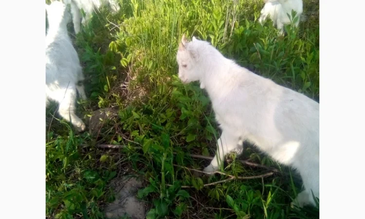 Продам козлят - фото № 3