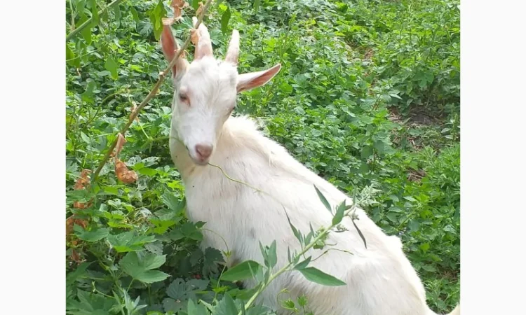 Синьоокий шикарний продистий козлик-молодик для Ваших дівчат - фото № 1