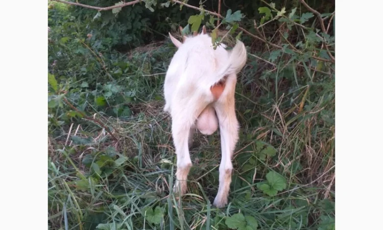 Синьоокий шикарний продистий козлик-молодик для Ваших дівчат - фото № 3