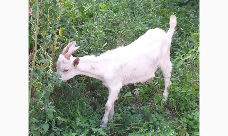 Синьоокий шикарний продистий козлик-молодик для Ваших дівчат - фото № 2
