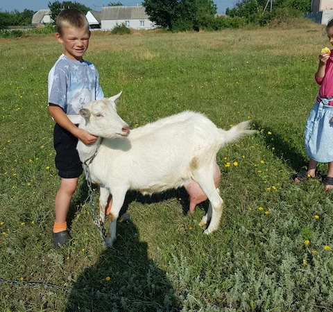 Синьоокий шикарний продистий козлик-молодик для Ваших дівчат - фото № 4