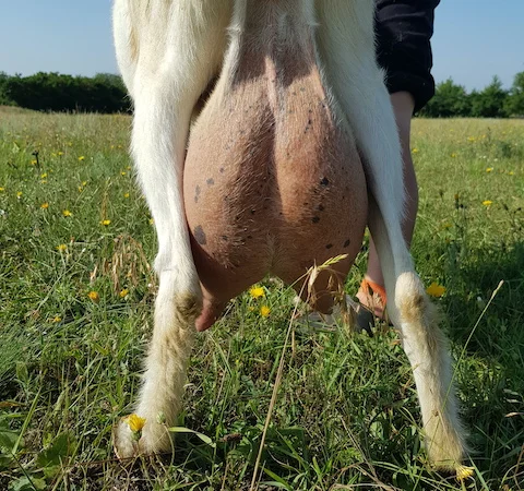 Синьоокий шикарний продистий козлик-молодик для Ваших дівчат - фото № 5