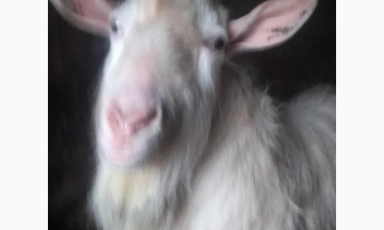 Продам цапа - фото № 1