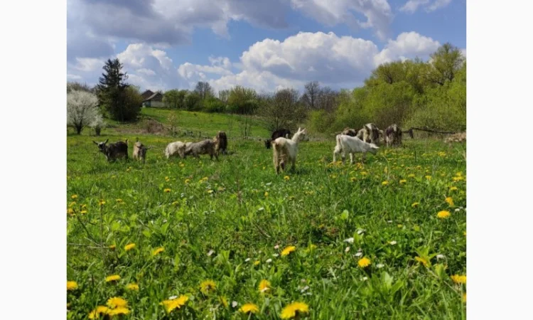 Продам дійні кози та козенята - фото № 2