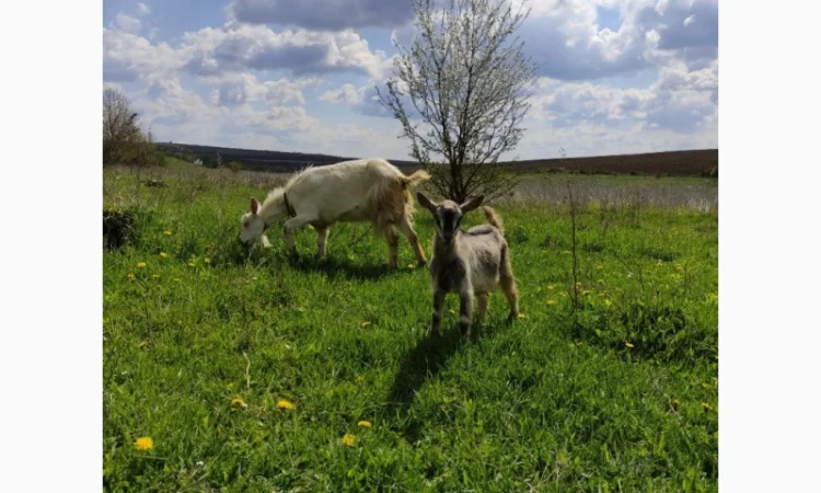 Продам дійні кози та козенята - фото № 3