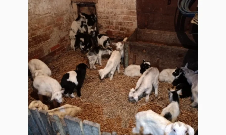 Кізочки та козлики нубійці, ламанча недорого - фото № 1