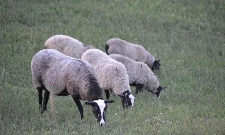 Племенной баран романовской породы на племя - фото № 2