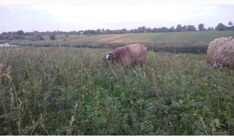 Племенной баран романовской породы на племя - фото № 3