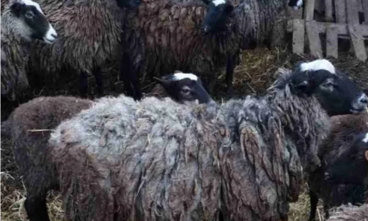 Племенной баран романовской породы на племя - фото № 1