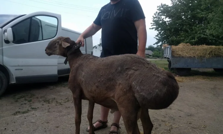 Продам курдючные овцы - фото № 2