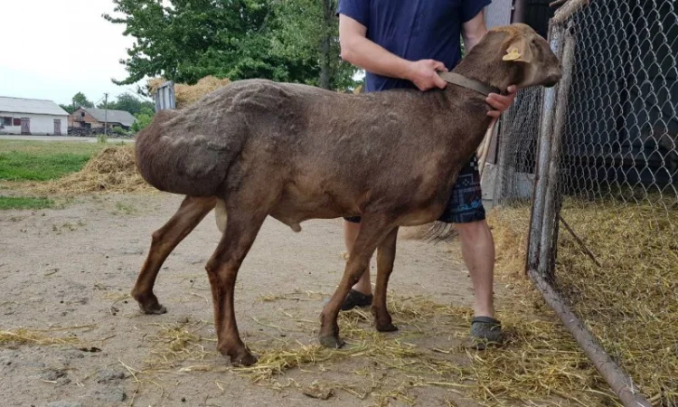 Продам курдючные овцы - фото № 3