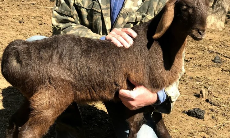 Продам курдючные овцы - фото № 1