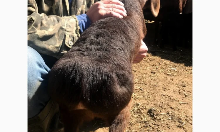 Продам курдючные овцы - фото № 4