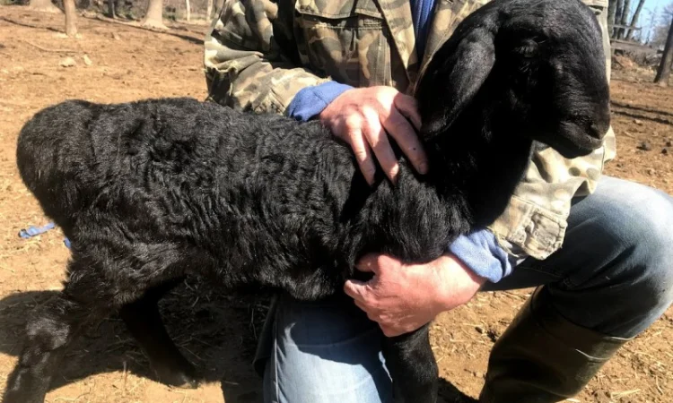 Продам курдючные овцы - фото № 5