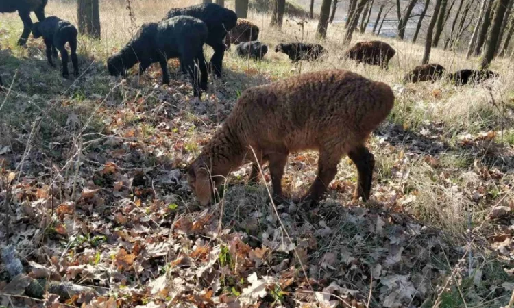 Продам курдючные овцы - фото № 6