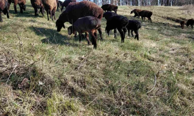 Продам курдючные овцы - фото № 7