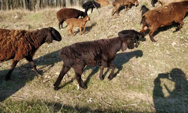 Продам курдючные овцы - фото № 8