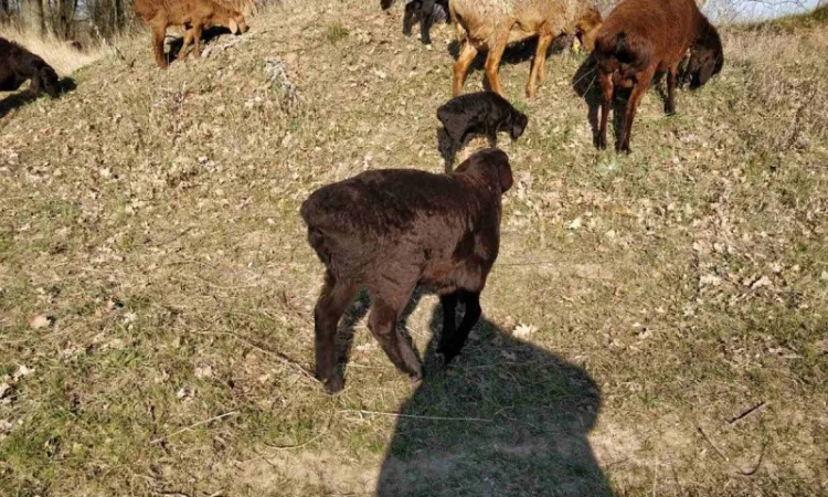 Продам курдючные овцы - фото № 9