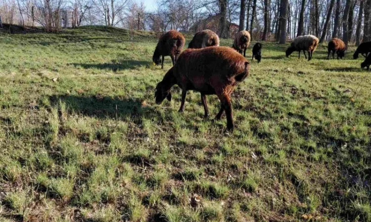 Продам курдючные овцы - фото № 10