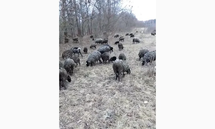 Продам вівці романівська порода - фото № 1