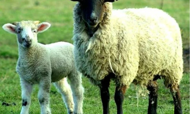 Куплю дорого баранов овец - фото № 1