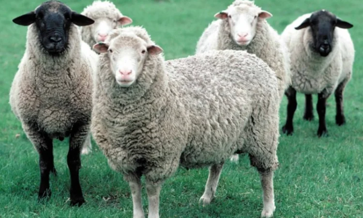 Дорого куплю бараны, овцы - фото № 1