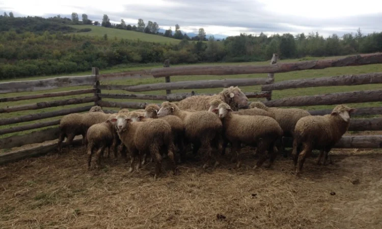 Продаю баранів - фото № 1