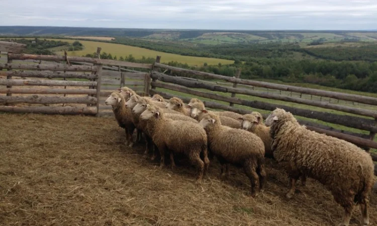 Продаю баранів - фото № 2