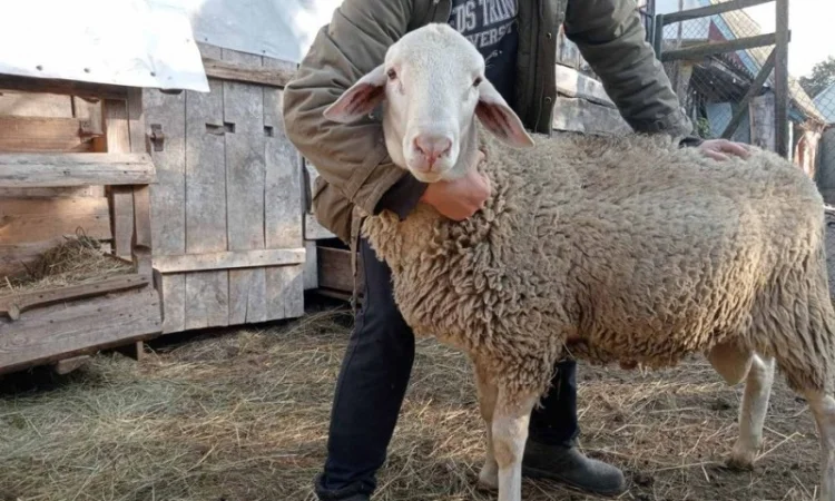 Продам Барана - фото № 1