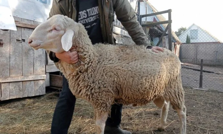 Продам Барана - фото № 2