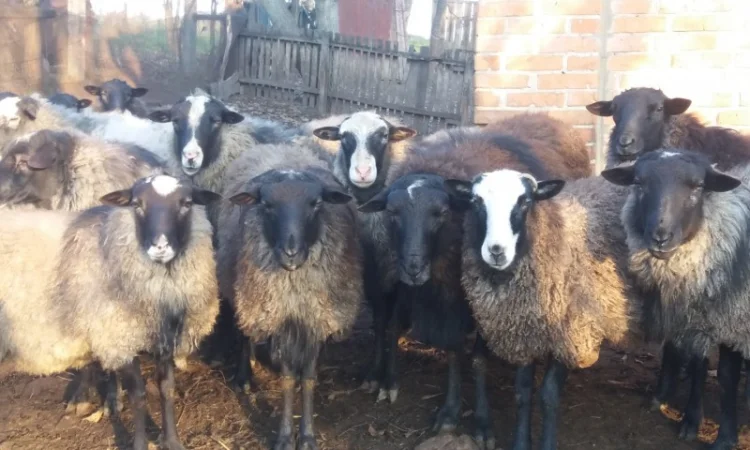 Продам вівці романівської породи - фото № 1