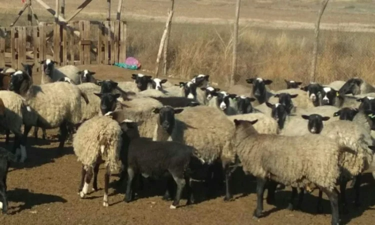 Продам вівці романівської породи - фото № 2