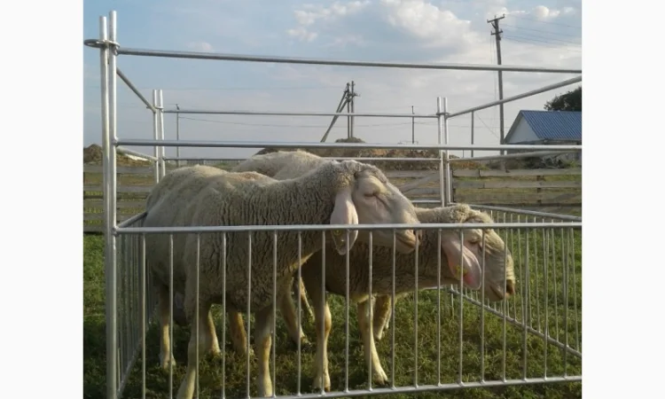 Продам плем молодняк овец - фото № 2