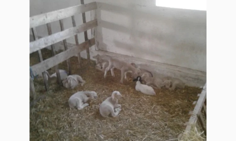 Продам плем молодняк овец - фото № 11