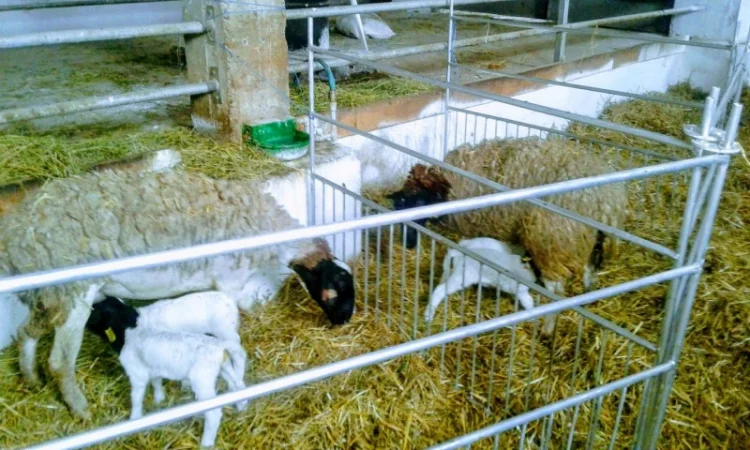 Продам плем молодняк овец - фото № 18