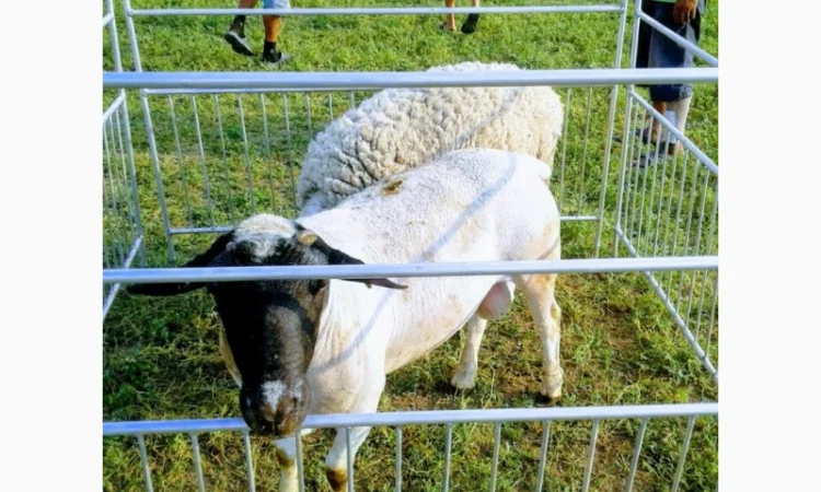 Продам плем молодняк овец - фото № 17