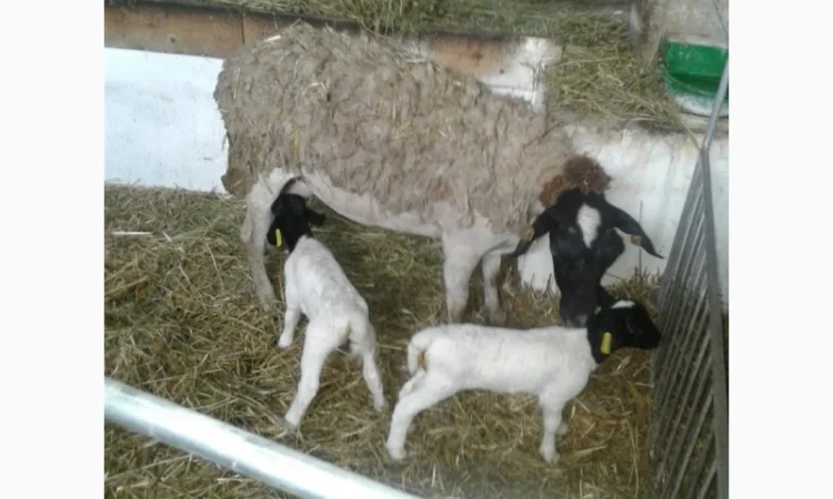 Продам плем молодняк овец - фото № 16