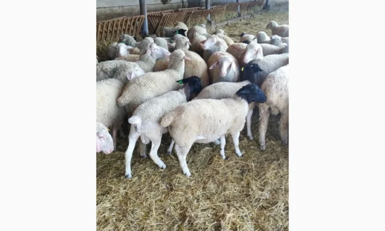 Продам плем молодняк овец - фото № 15