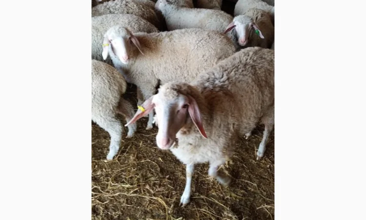Продам плем молодняк овец - фото № 12