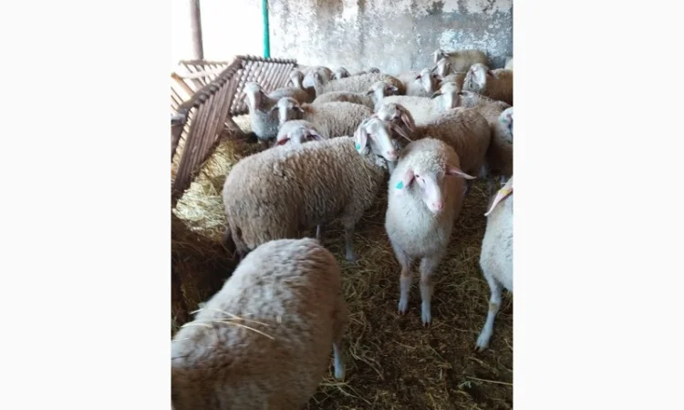 Продам плем молодняк овец - фото № 4
